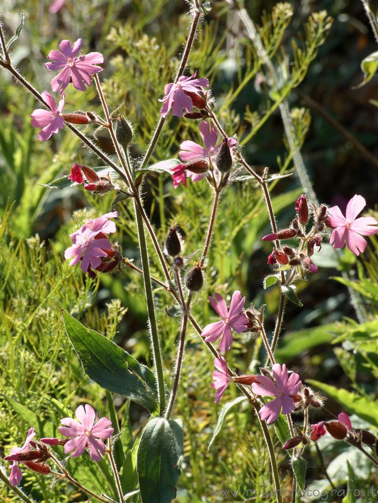 Rosazza (Biella, Italy) - Wild spring flowers